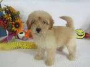 Goldendoodle Puppy for sale in Conway, AR, USA