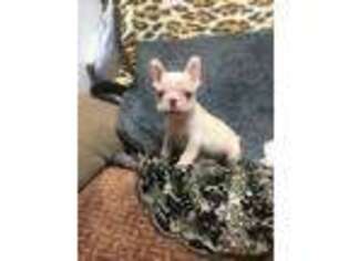 French Bulldog Puppy for sale in Tryon, OK, USA