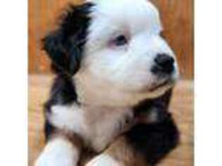 Miniature Australian Shepherd Puppy for sale in Elma, WA, USA