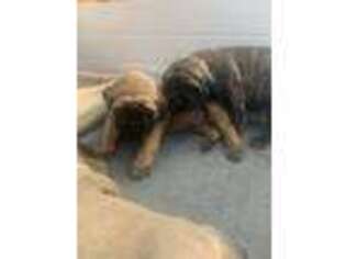 Mastiff Puppy for sale in Goshen, OH, USA