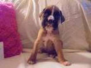 Boxer Puppy for sale in Brownwood, TX, USA