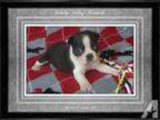 Boston Terrier Puppy for sale in EDEN, VT, USA
