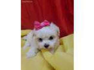 Maltese Puppy for sale in Rye, NY, USA