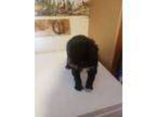 Mutt Puppy for sale in Ainsworth, NE, USA