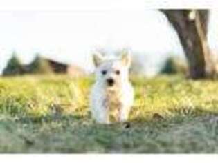 West Highland White Terrier Puppy for sale in Warsaw, IN, USA