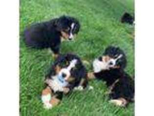 Bernese Mountain Dog Puppy for sale in Brownstown, IN, USA