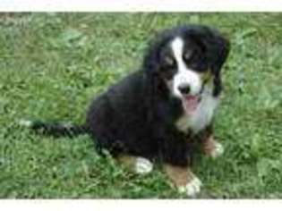 Bernese Mountain Dog Puppy for sale in Argyle, WI, USA