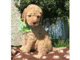 Goldendoodle Puppy for sale in Pickford, MI, USA