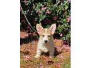 Pembroke Welsh Corgi Puppy for sale in Aiken, SC, USA