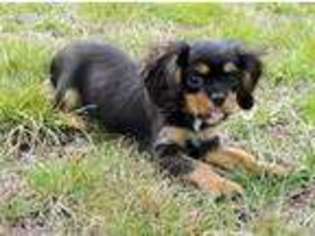 Cavalier King Charles Spaniel Puppy for sale in Harrington, DE, USA