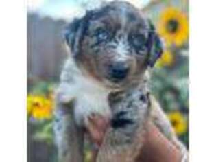 Australian Shepherd Puppy for sale in Coulee City, WA, USA