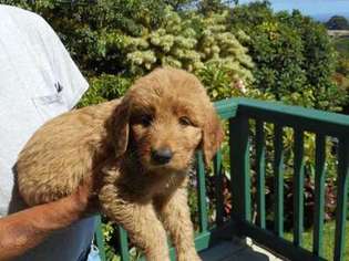 Mutt Puppy for sale in Ookala, HI, USA
