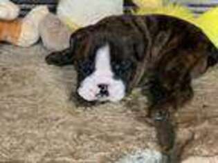 Bulldog Puppy for sale in Big Sandy, TN, USA
