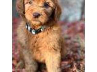 Goldendoodle Puppy for sale in Bassett, VA, USA