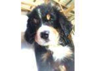 Bernese Mountain Dog Puppy for sale in Salisbury, MD, USA
