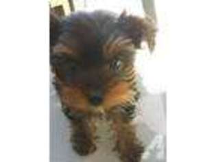 Yorkshire Terrier Puppy for sale in FOLSOM, CA, USA
