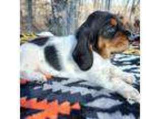 Basset Hound Puppy for sale in Macks Creek, MO, USA