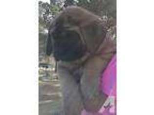 Mastiff Puppy for sale in EL PASO, TX, USA