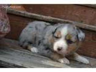 Miniature Australian Shepherd Puppy for sale in Sweet Springs, MO, USA
