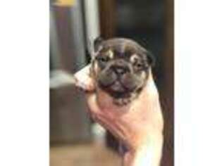 French Bulldog Puppy for sale in Topeka, KS, USA