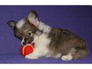Pembroke Welsh Corgi Puppy for sale in Deer Park, WA, USA