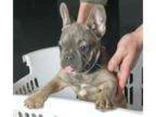 French Bulldog Puppy for sale in Humboldt, IL, USA