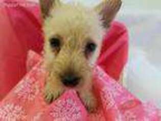Scottish Terrier Puppy for sale in Ireton, IA, USA