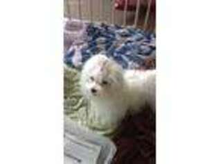 Maltese Puppy for sale in Edgewater, FL, USA