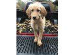 Goldendoodle Puppy for sale in Locust Grove, AR, USA