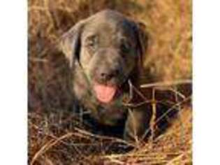 Labrador Retriever Puppy for sale in El Campo, TX, USA