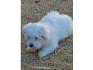 Coton de Tulear Puppy for sale in Prairie Grove, AR, USA