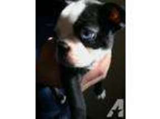 Boston Terrier Puppy for sale in BURNSVILLE, MN, USA
