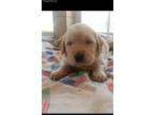 Golden Retriever Puppy for sale in Katy, TX, USA