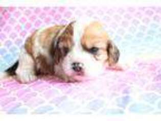 Cavachon Puppy for sale in Boyden, IA, USA