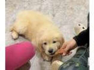 Golden Retriever Puppy for sale in Atlanta, GA, USA