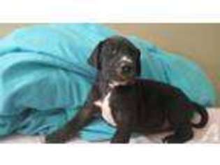 Great Dane Puppy for sale in BOULDER CREEK, CA, USA