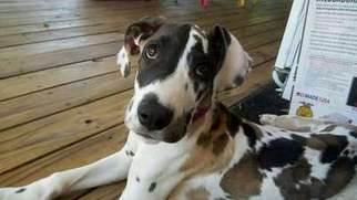Great Dane Puppy for sale in Spring Branch, TX, USA