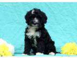 Portuguese Water Dog Puppy for sale in East Earl, PA, USA