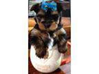 Yorkshire Terrier Puppy for sale in Glen Rose, TX, USA