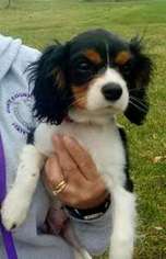 Cavalier King Charles Spaniel Puppy for sale in Cambridge, MN, USA