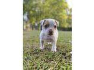 American Bulldog Puppy for sale in Washington, NC, USA