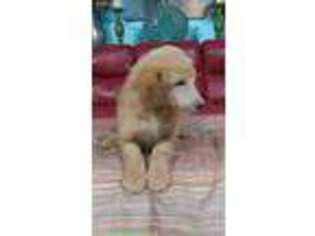 Mutt Puppy for sale in Huntington, AR, USA