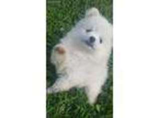 American Eskimo Dog Puppy for sale in Oakdale, CA, USA