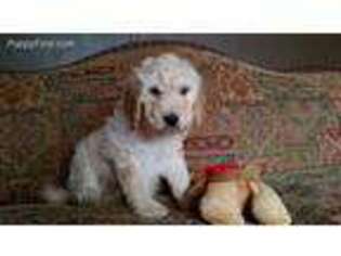 Goldendoodle Puppy for sale in Ashland, WI, USA