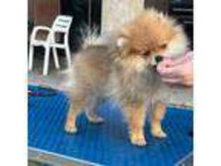 Pomeranian Puppy for sale in Waddell, AZ, USA