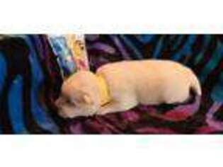 Shiba Inu Puppy for sale in Gainesville, FL, USA