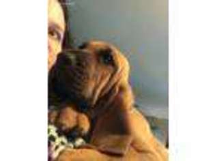 Bloodhound Puppy for sale in Guyton, GA, USA
