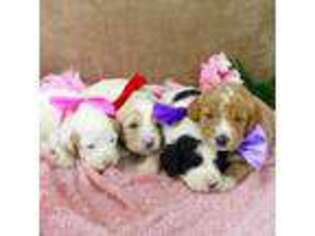 Goldendoodle Puppy for sale in Roy, UT, USA