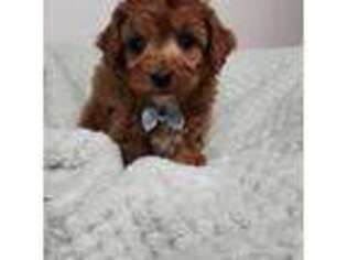 Cavapoo Puppy for sale in Plano, TX, USA
