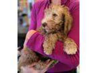 Bedlington Terrier Puppy for sale in Billings, MT, USA
